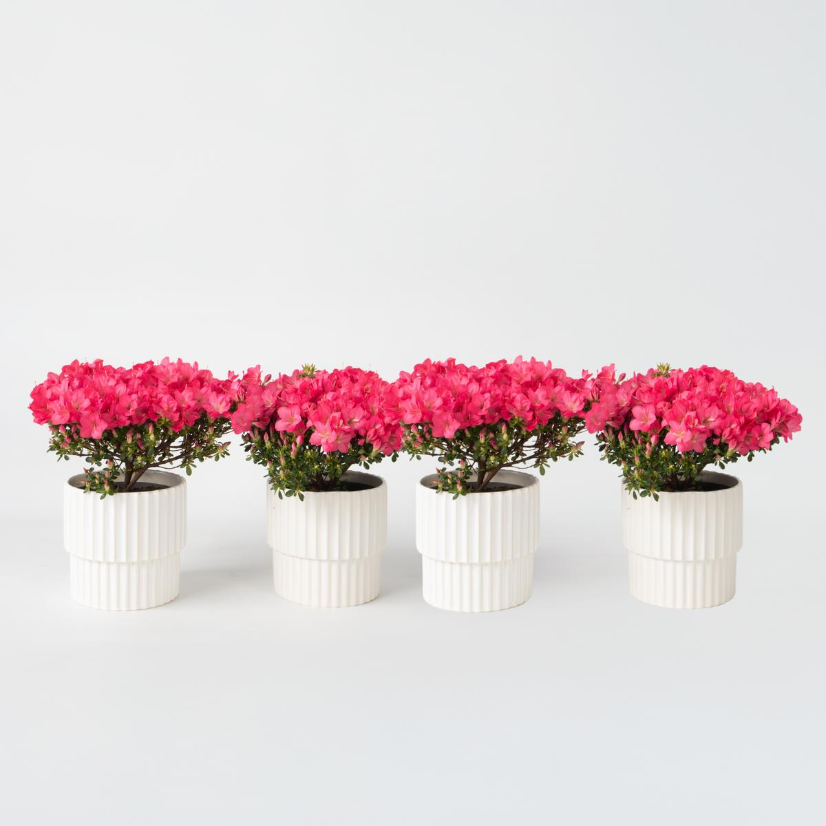 Azalea - Rhododendron Azalea 'Anouk' - Height 25-40cm - ⌀17cm | Set of 4 | Pink
