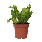 Bird's Nest Fern - Asplenium Nidus 'crispy Wave' - Height 25-40cm - ⌀12cm | Set-of-1 | Green