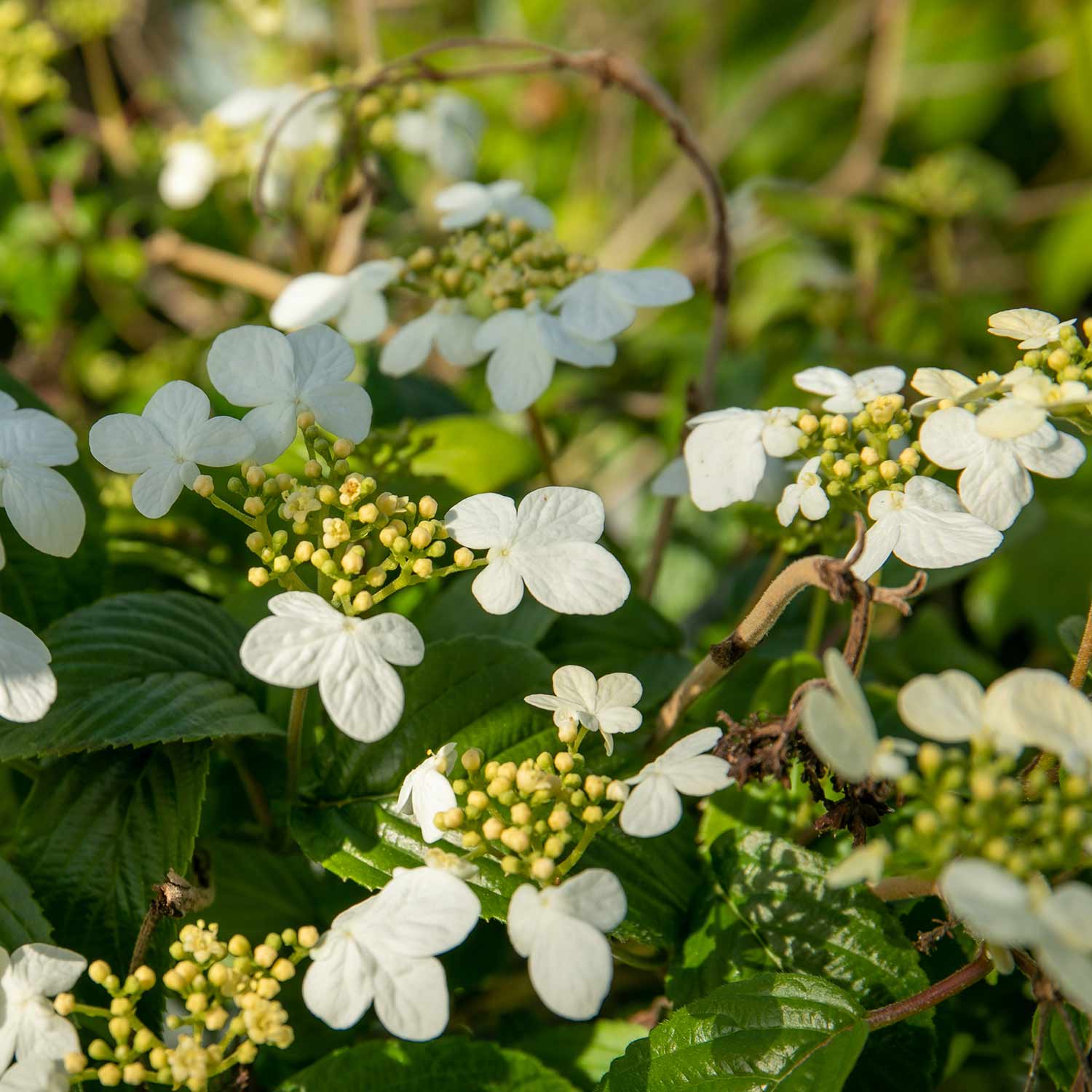 Viburnum Plicatum 'summer Snowflake' Plant | 1 x 3L | White