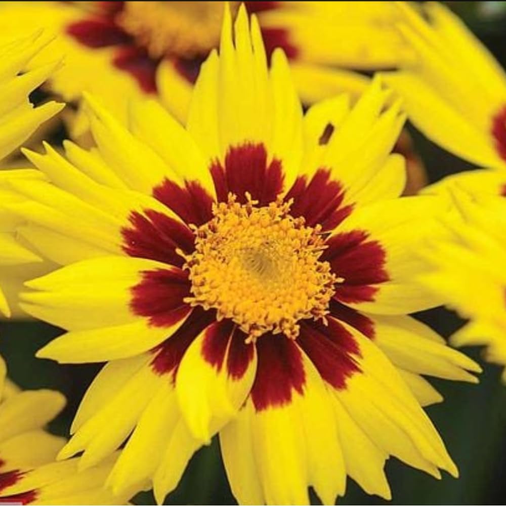 Thompson & Morgan Coreopsis Sunkiss Grandiflora Perennial Flower Plants 12 X Garden Ready Plants