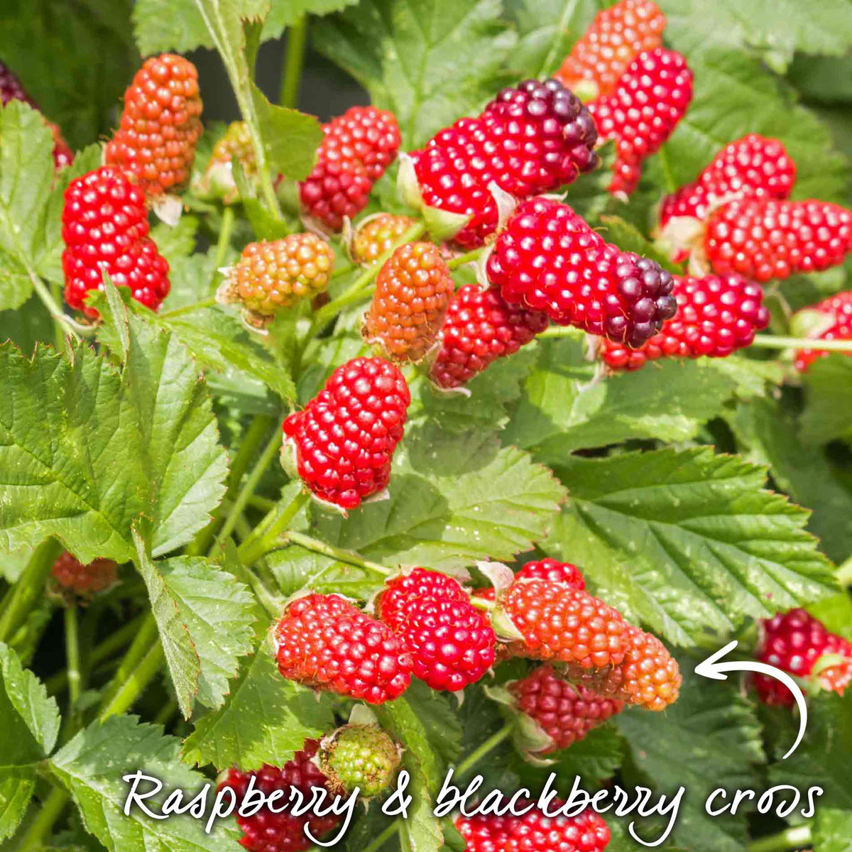 Loganberry Plant Ly654 - Thornless, High Yield | Set of 1 | Red
