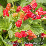 Loganberry Plant Ly654 - Thornless, High Yield | Set of 3 | Red