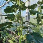 Cucumber 'party Time' - Self-fertile Snack Variety | 3 x Jumbo Plugs | Green
