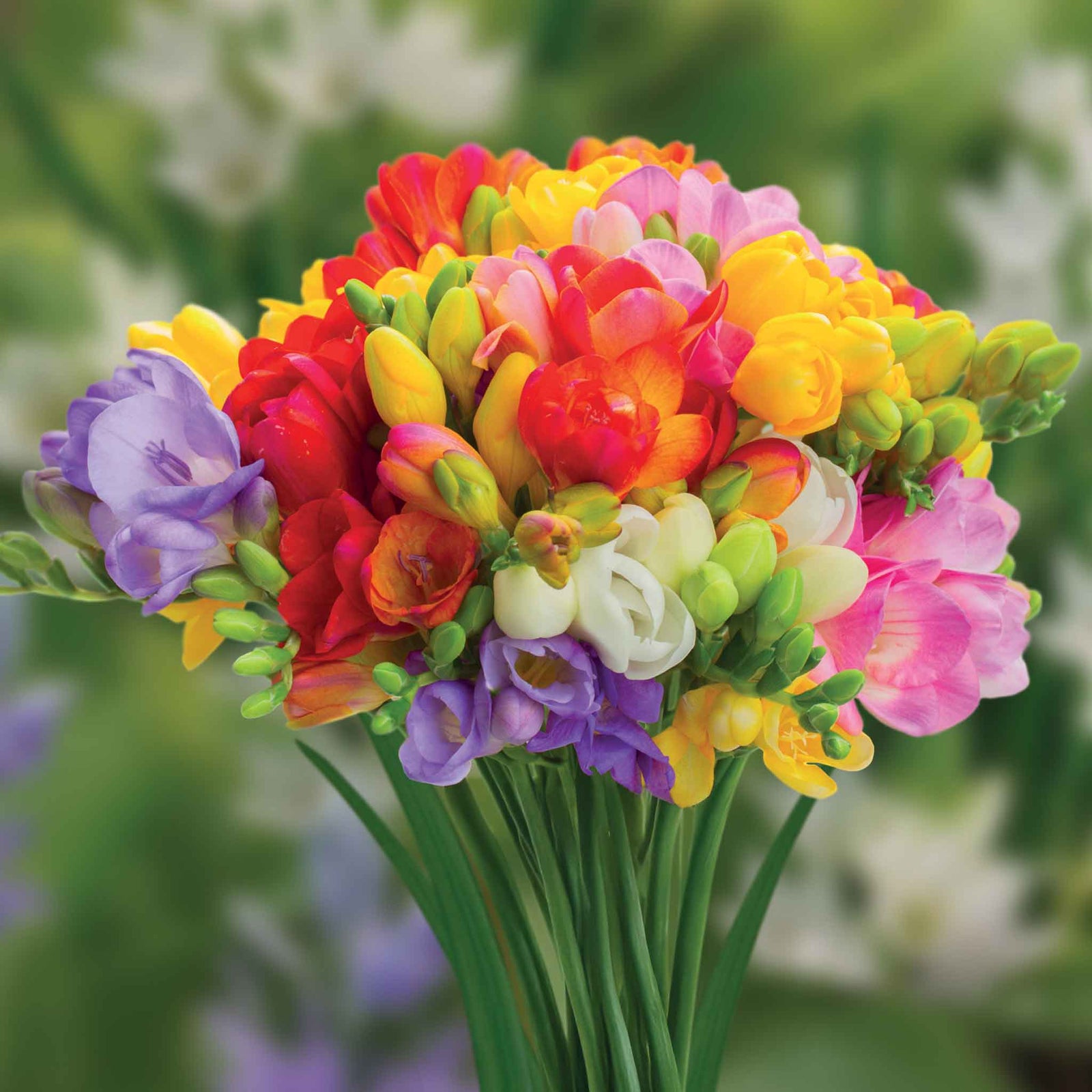 All Summer Long 100 Flower Bulb Mix | Set of 100 | Multi