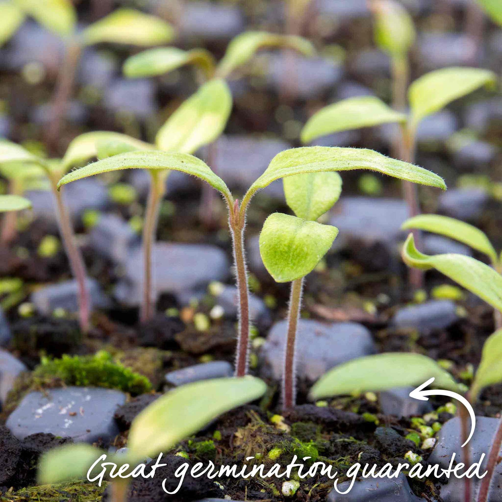 Tomato Seeds Cordon 'maisey' F1 | 8 Seeds
