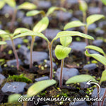 Tomato Seeds 'terenzo' F1 | 8 Seeds