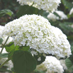 Hydrangea Arborescens Annabelle - 9cm pots | 1 x 9cm | White