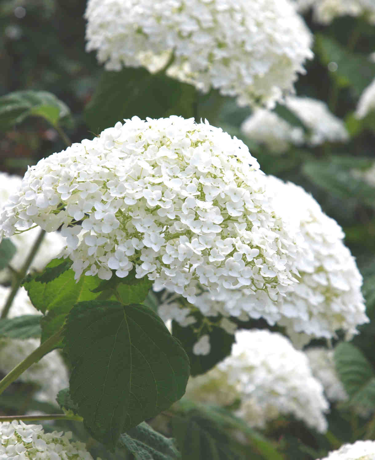 Hydrangea Arborescens Annabelle - 9cm pots | 1 x 9cm | White