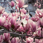 Magnolia Soulangeana Plant Tree 100cm Tall Large In A 3 Litre Pot