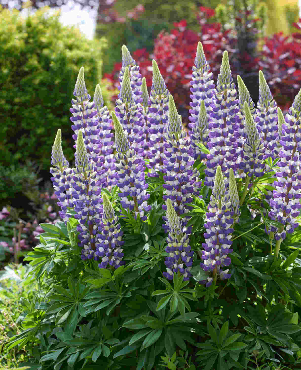 Lupinus Lupinova ‘cierra’ - 9cm pots | 1 x 9cm | Lilac