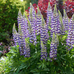 Lupinus Lupinova ‘cierra’ - 9cm pots | 1 x 9cm | Lilac