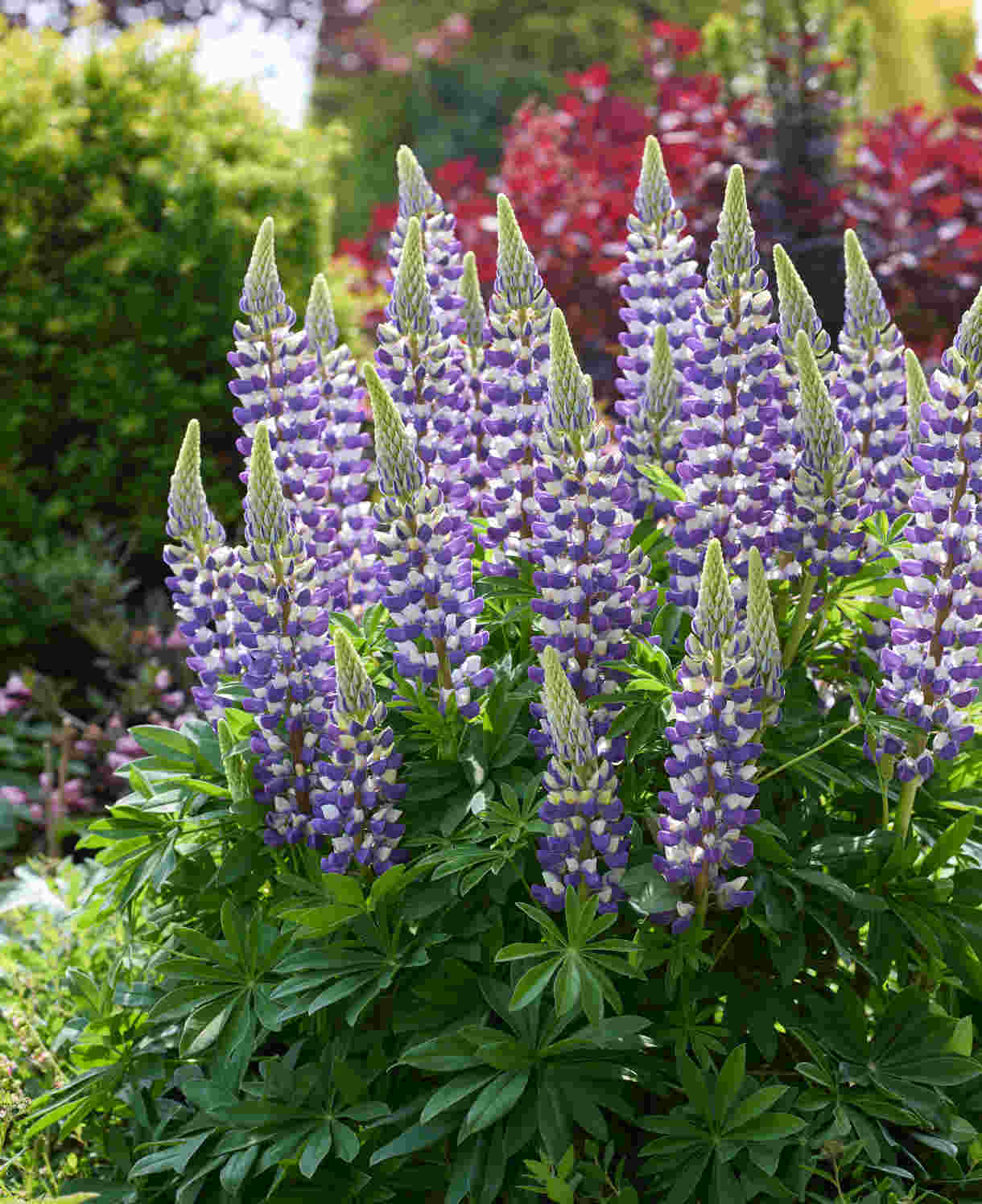 Lupinus Lupinova ‘cierra’ - 9cm pots | 1 x 9cm | Lilac