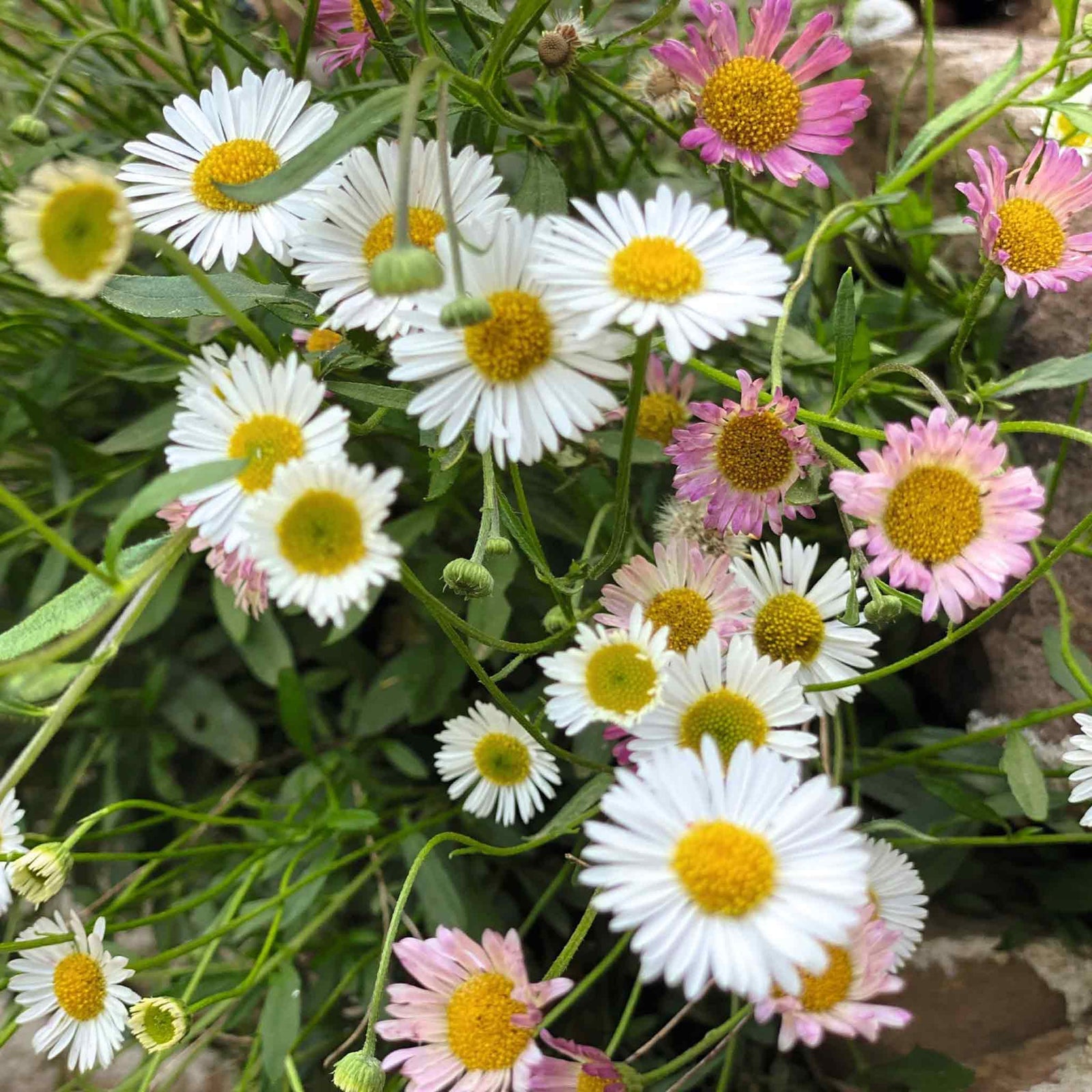 Erigeron 'profusion' | 100 Seeds | Green