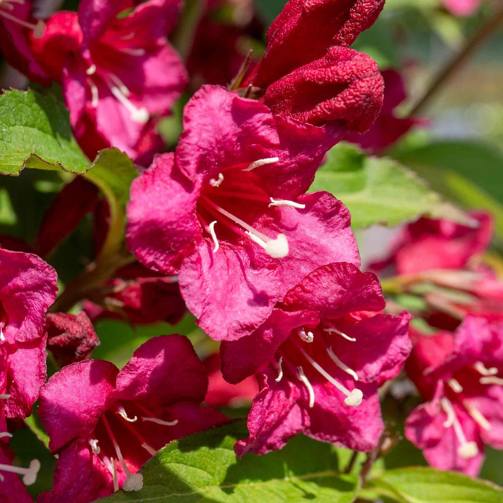 Weigela 'bristol Ruby' - Deep Ruby-red Deciduous Shrub, Pollinator Friendly | 1 x 7.5L | Pink