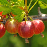 Red Gooseberry- Outstanding Flavour On A Vigorous Cropping Plant - 9cm pot | 1 x 9cm