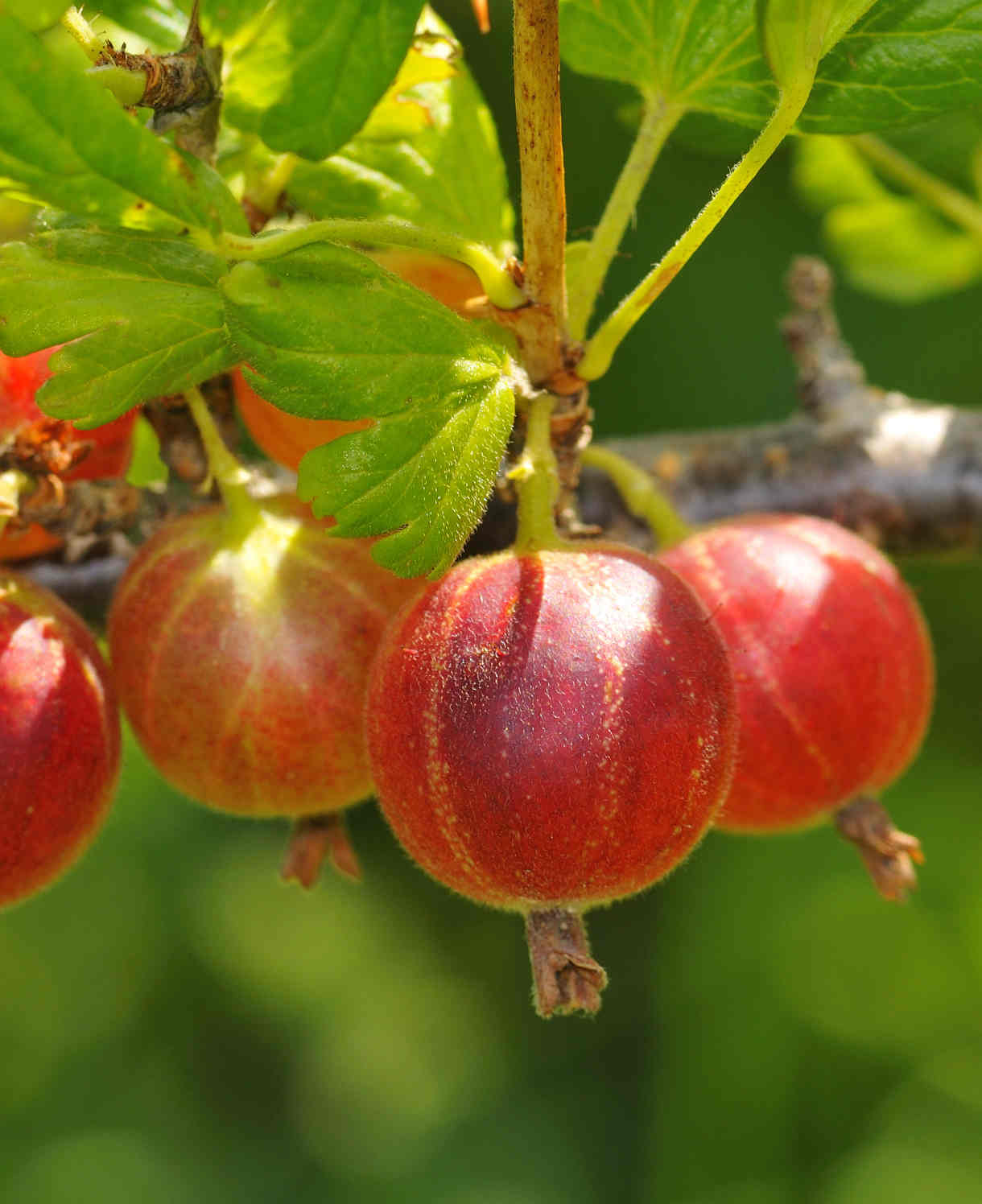 Red Gooseberry- Outstanding Flavour On A Vigorous Cropping Plant - 9cm pot | 1 x 9cm