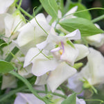 Sweet Pea 'romeo', Fragrant Flowers Seeds | 21 Seeds