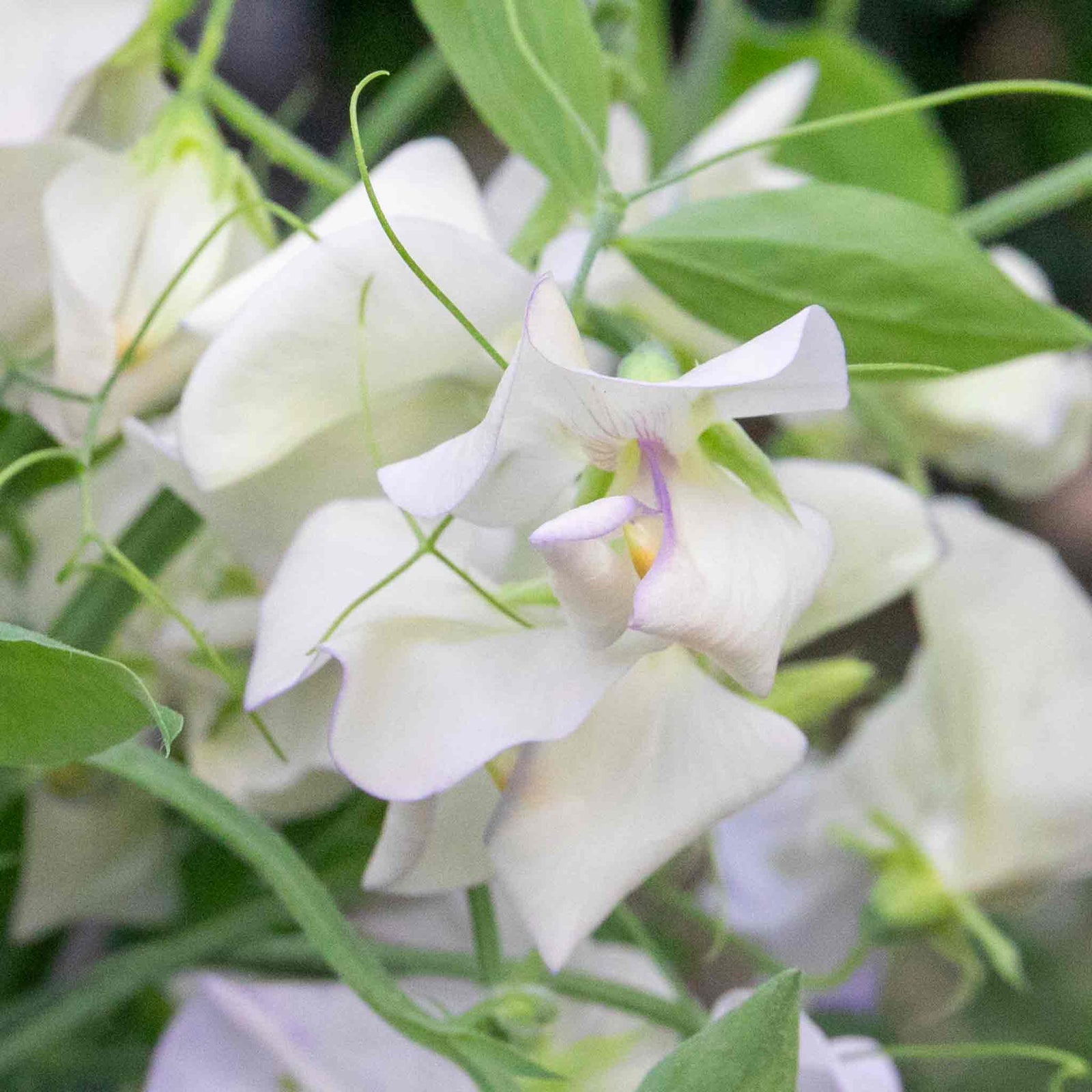Sweet Pea 'romeo', Fragrant Flowers Seeds | 21 Seeds