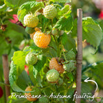 Raspberry 'all Gold' - Primocane Yellow Fruit For Autumn | Set of 3