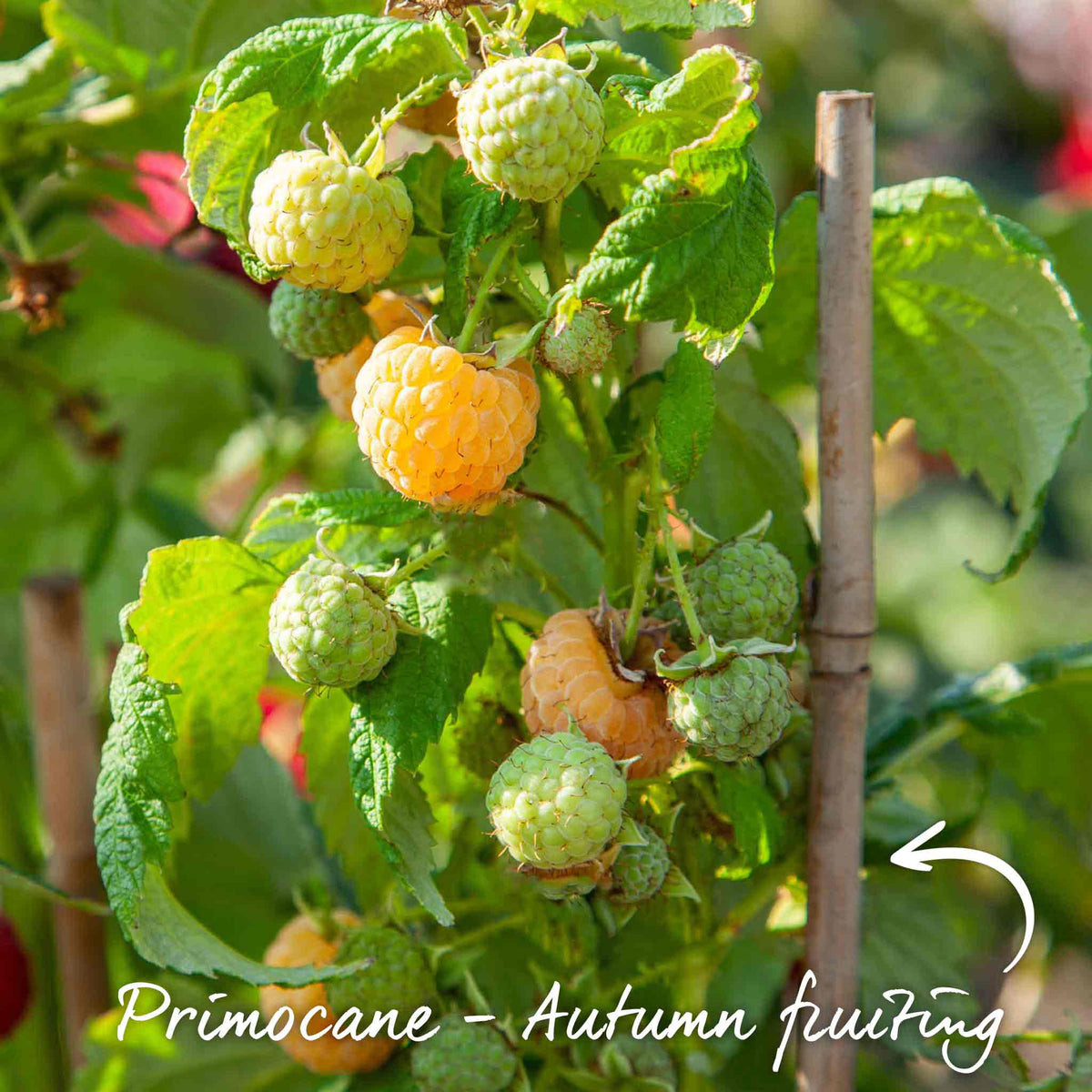 Raspberry 'all Gold' - Primocane Yellow Fruit For Autumn | Set of 3