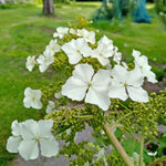 Hydrangea Querc. 'ice Crystal' Compact Oakleaf Hydrangea With Pure White Flowers | 1 x 9cm | White