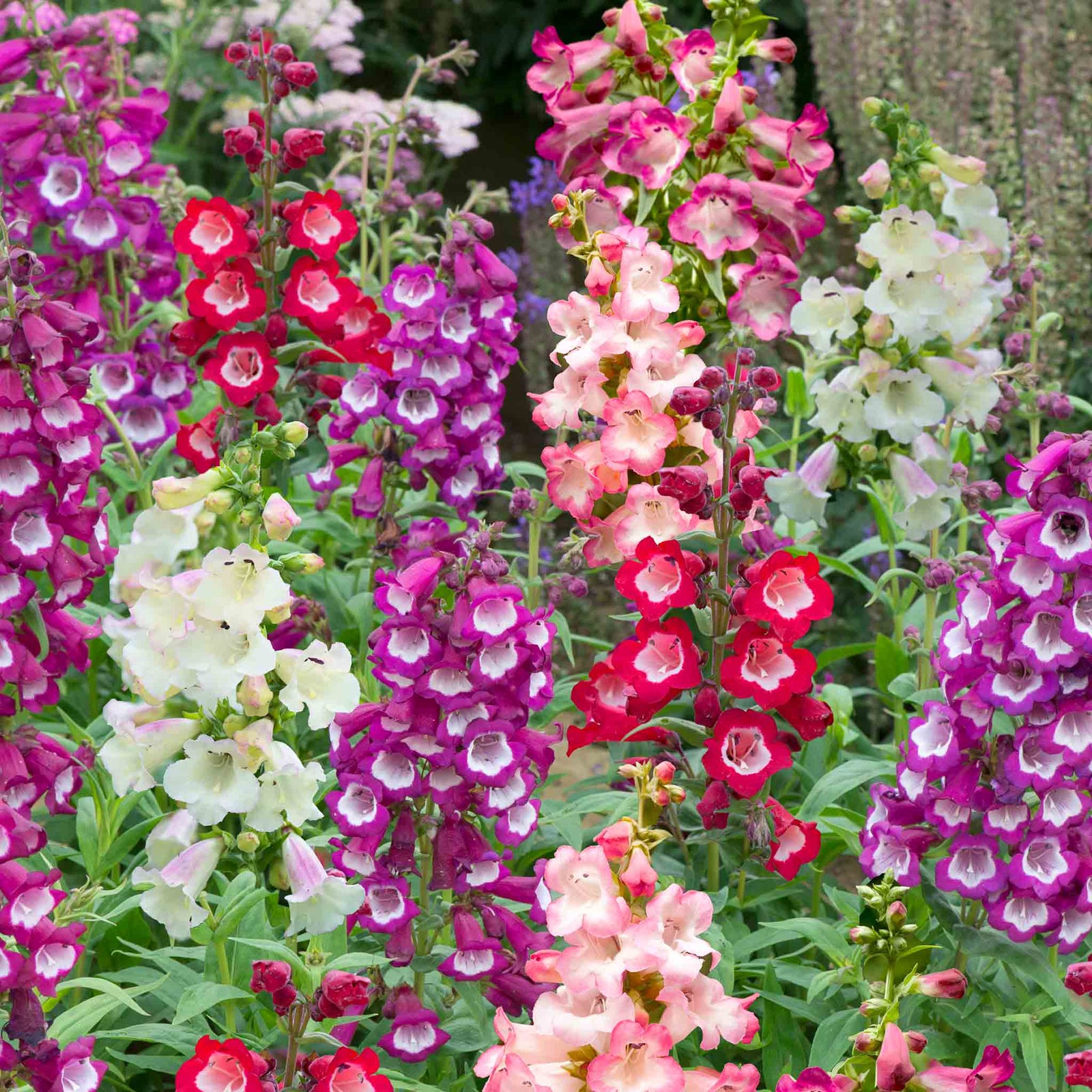Penstemon 'arabesque Mixed', Perennial, Pollinator-friendly | 3 x Plug Plants | Multi