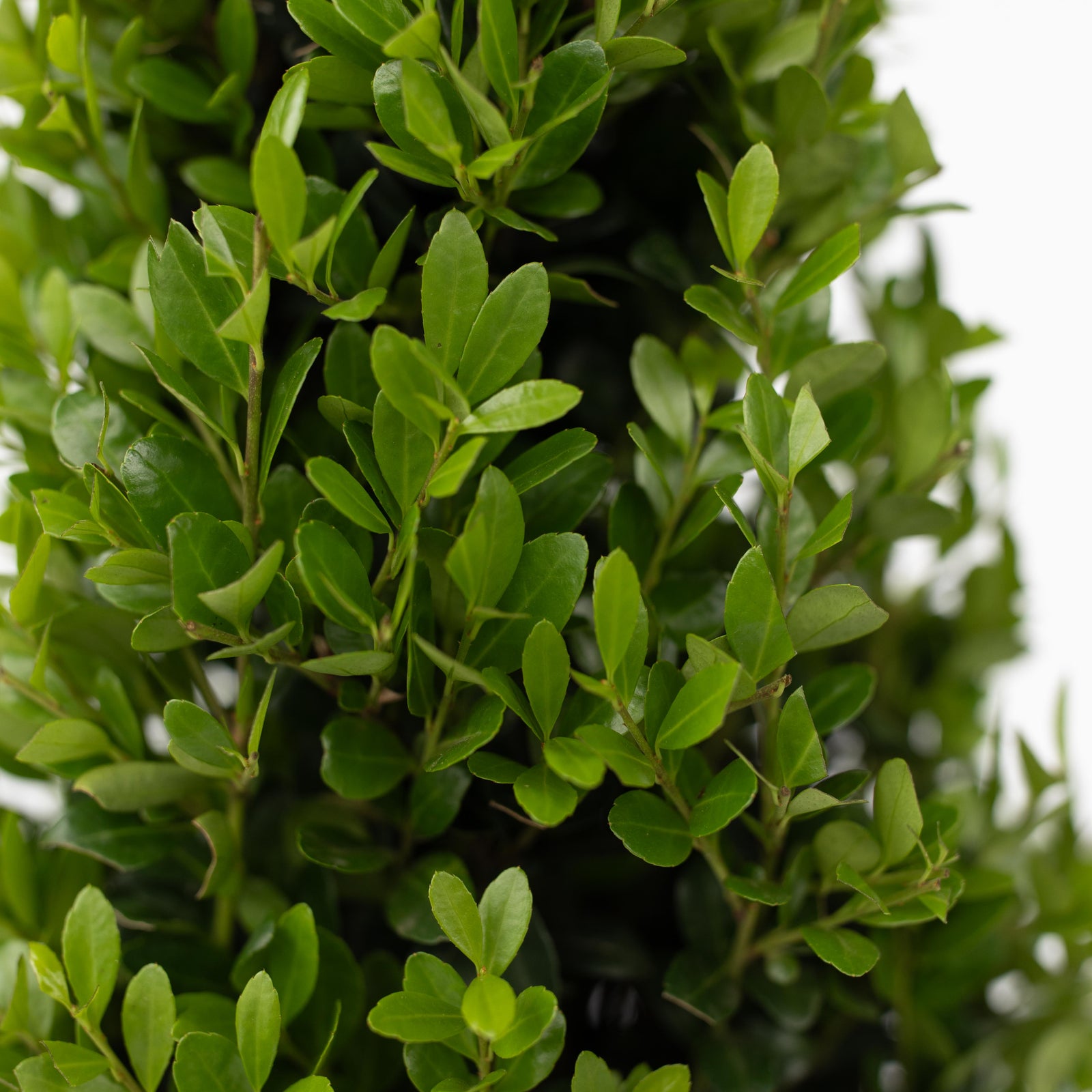 Japanese Holly - Ilex Crenata 'Jenny' - Height 55-65cm - ⌀21cm | Set of 1 | Green