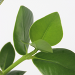 Autograph Tree - Clusia Rosea 'princess' - Height 25-35cm - ⌀20cm | Set of 1 | Green