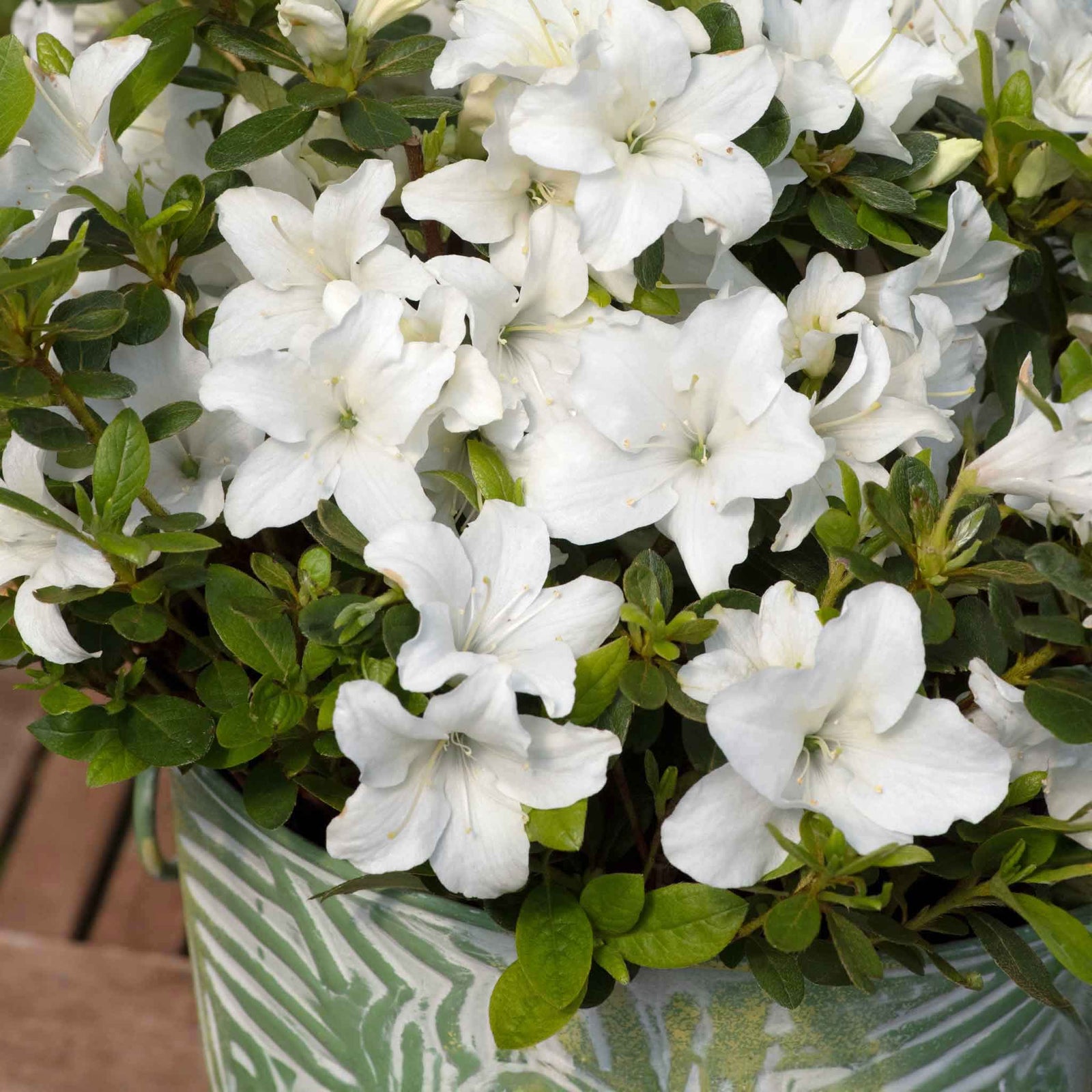 Azalea 'encore Pure White' Compact Semi-evergreen | 1 x 2L | White