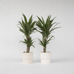 Dragon Tree - 2 Pcs. - Dracaena Deremensis 'warneckei' - Height 60-70cm - ⌀17cm | Set of 2 | Green