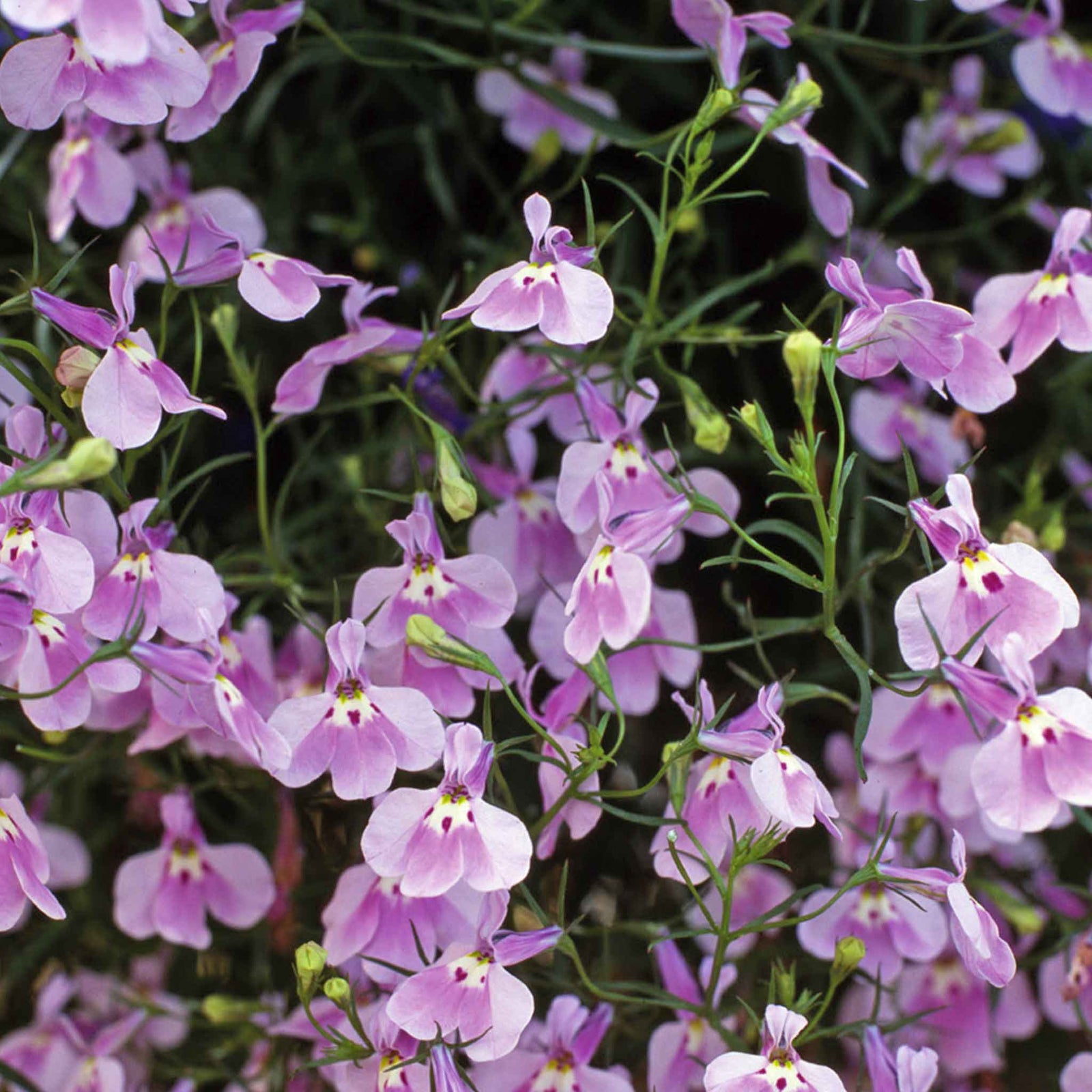 Lobelia Fountain Lilac | 850 Seeds | Green