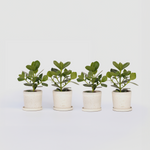 Autograph Tree - 4 Pcs. - Clusia Rosea 'princess' - Height 25-35cm - ⌀12cm | Set of 4 | Green
