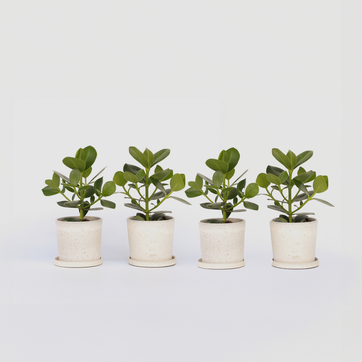 Autograph Tree - 4 Pcs. - Clusia Rosea 'princess' - Height 25-35cm - ⌀12cm | Set of 4 | Green