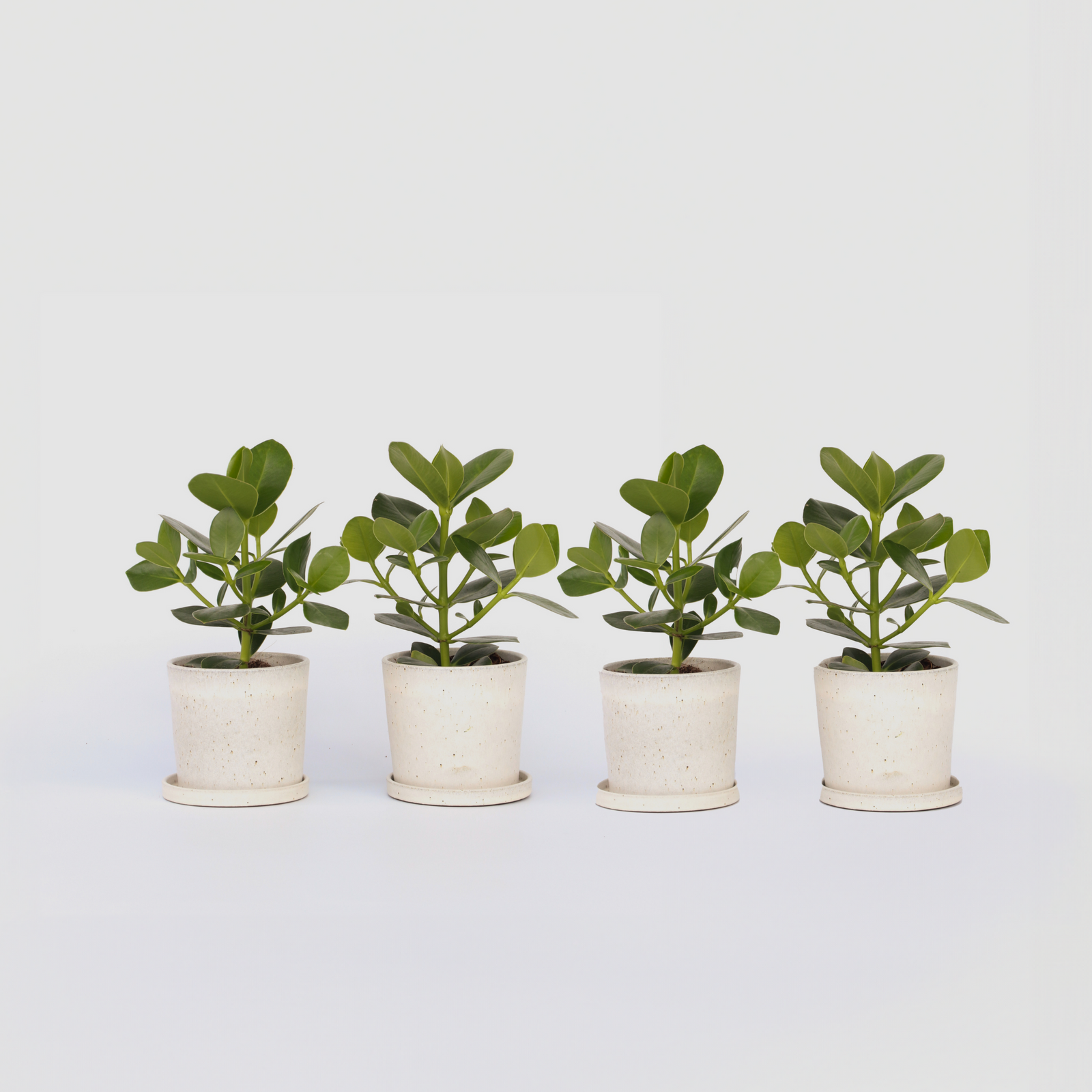 Autograph Tree - 4 Pcs. - Clusia Rosea 'princess' - Height 25-35cm - ⌀12cm | Set-of-4 | Green