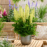 Lupinus Lupinova Collection - 9cm pots | 6 x 9cm | Multi
