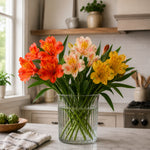 Alstroemeria Elegance Collection -  9cm Pots | 3 x 9cm | Mixed