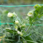 Mangetout Pea 'snow Wind' Garden Ready Plants | 12 x Garden Ready Plugs | Green