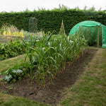 Sweetcorn Seeds Honeydew Improved F1 50 Seeds | 50 Seeds