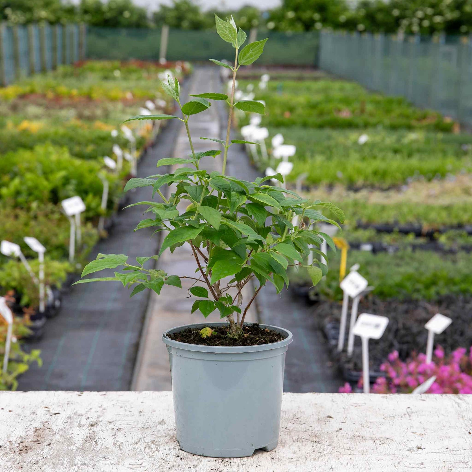Philadelphus 'virginal' - Fragrant White Double-flowered Hardy Shrub | 1 x 3L | White