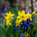 Dwarf Daffodil Tete A Tete | 20 x Bulbs | Yellow
