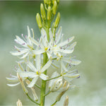 Hayloft Camassia Alba - A Spring Time Beauty - 10 Bulbs