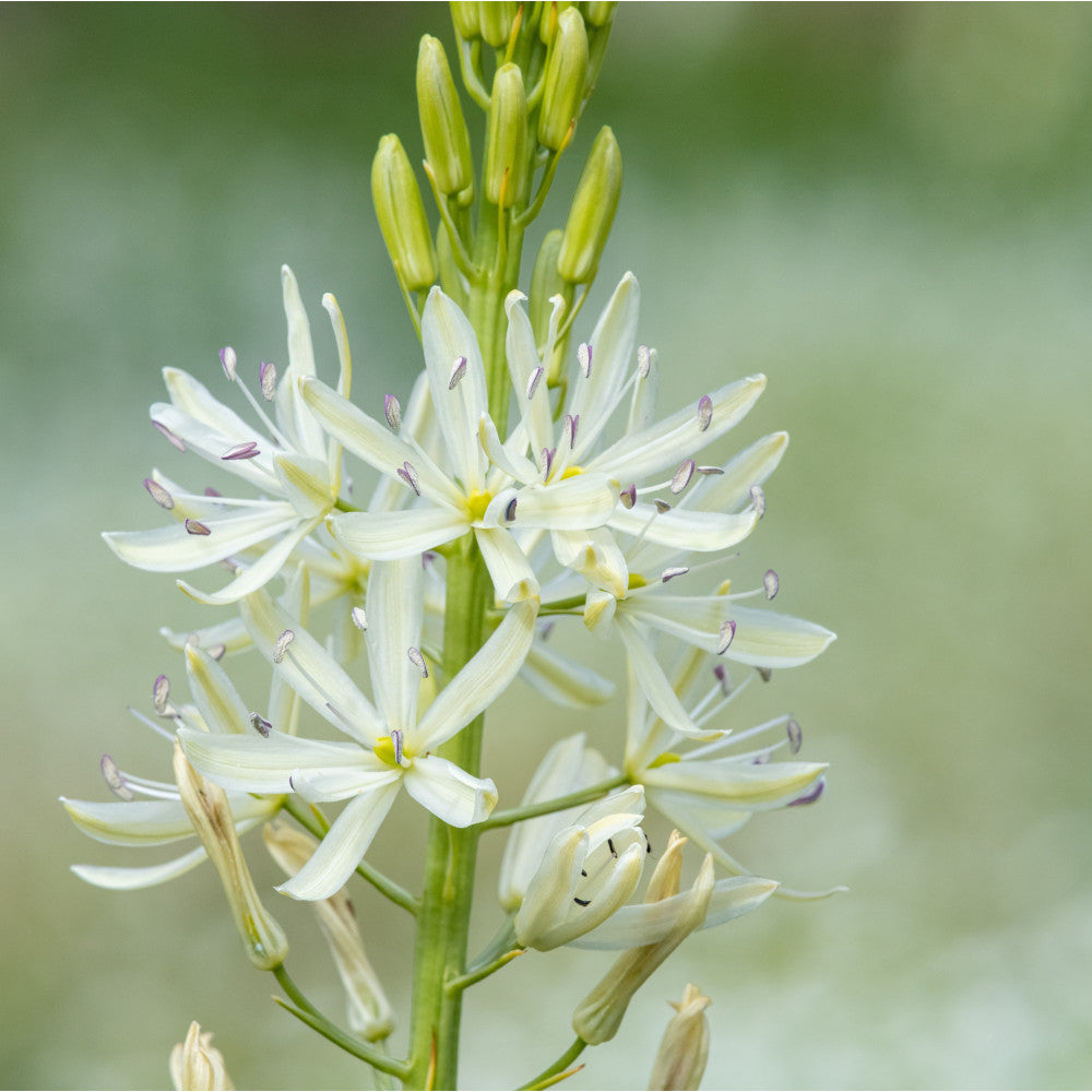 Hayloft Camassia Alba - A Spring Time Beauty - 10 Bulbs