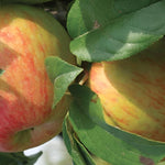 Apple Howgate Wonder Fruit Tree 6ft Tall Supplied In A 12 Litre Pot