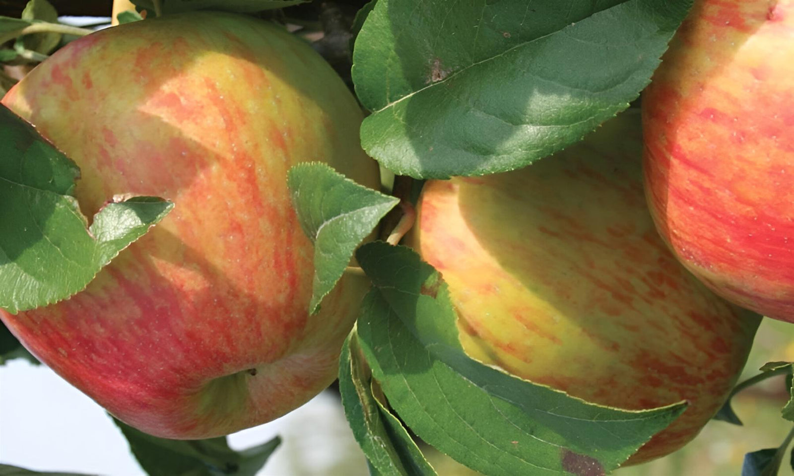 Apple Howgate Wonder Fruit Tree 6ft Tall Supplied In A 12 Litre Pot