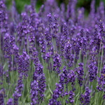 The Blue Border Perennial Collection - 2l Garden Ready Pots. | Set-of-6 | Blue