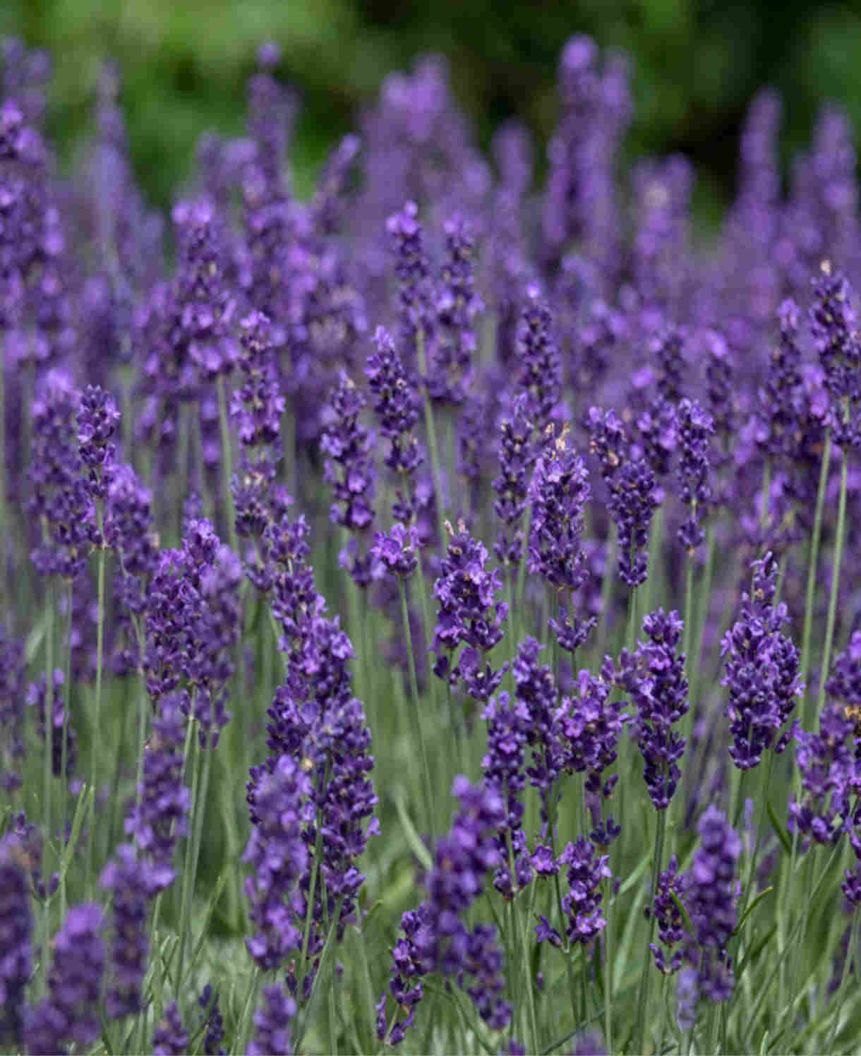 The Blue Border Perennial Collection - 2l Garden Ready Pots. | Set-of-12 | Blue