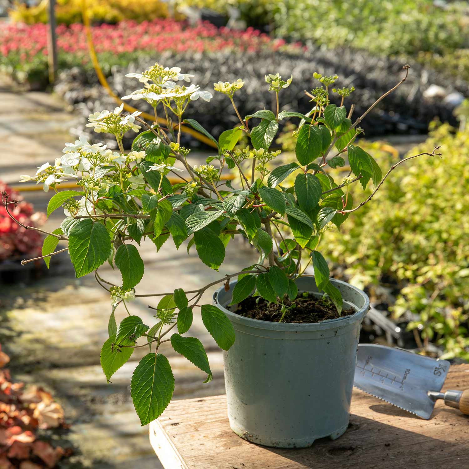 Viburnum Plicatum 'summer Snowflake' Plant | 1 x 3L | White