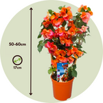 Paper Flower - Height 50-60cm - ⌀17cm | Set of 1 | Orange