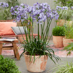 Agapanthus Everpanthus Poppin Star - 9cm Pot | 1 x 9cm | Purple