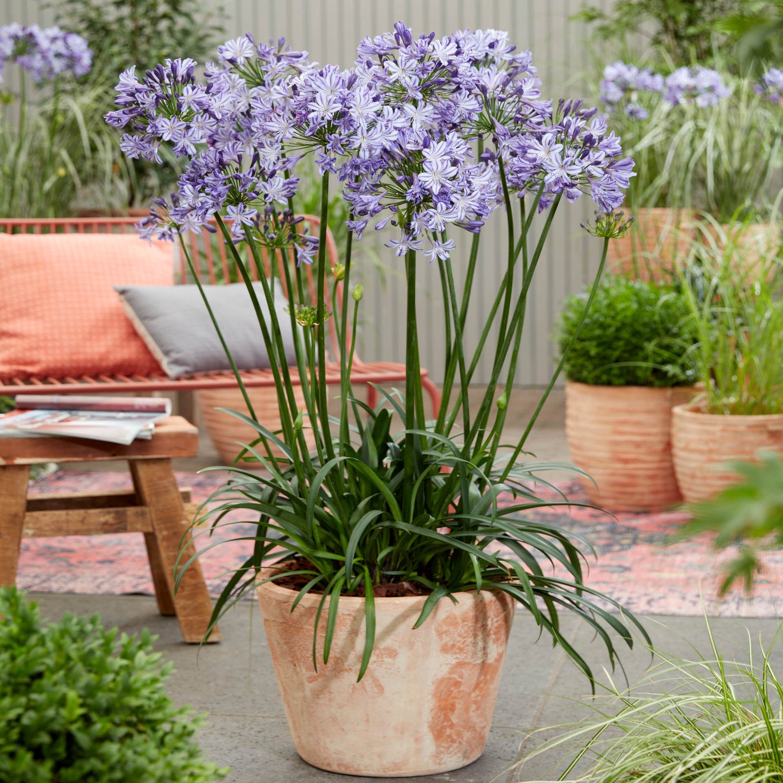 Agapanthus Everpanthus Poppin Star - 9cm Pot | 1 x 9cm | Purple